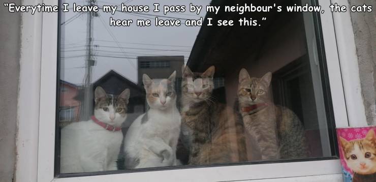 photo caption - "Everytime I leave my house I pass by my neighbour's window, the cats hear me leave and I see this."