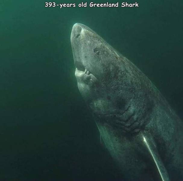 392 year old greenland shark - 393years old Greenland Shark