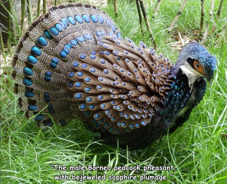 beautiful pheasant - "The male Borneo peacock pheasant, with bejeweled sapphire plumage.