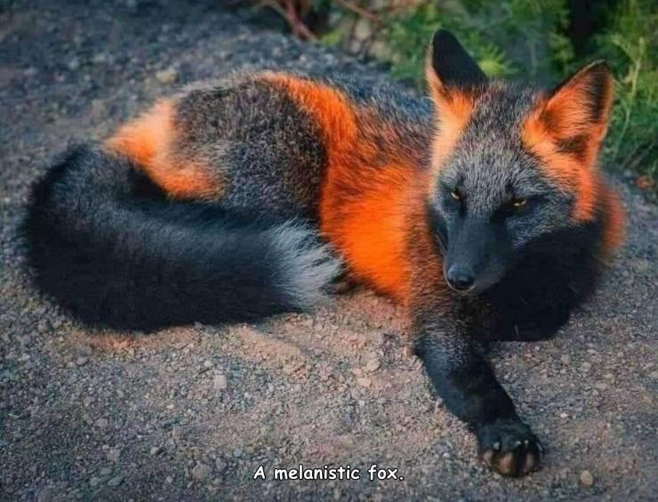 melanistic red fox - A melanistic fox.