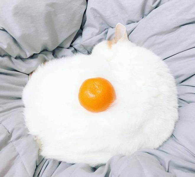 cat looks like egg