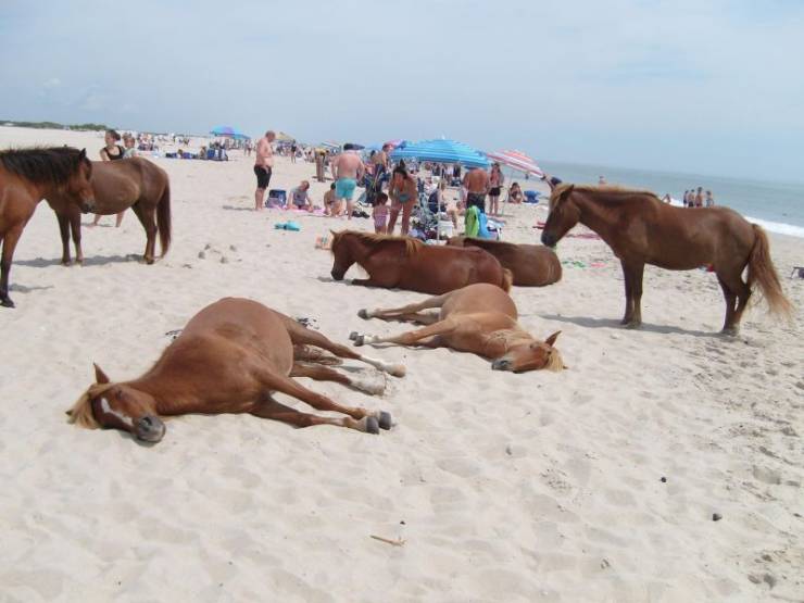 horses sunbathing