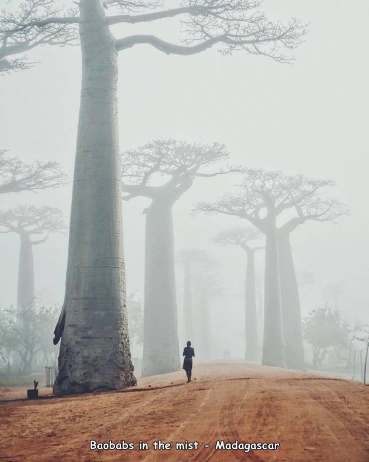 baobabs in the mist - Baobabs in the mist Madagascar