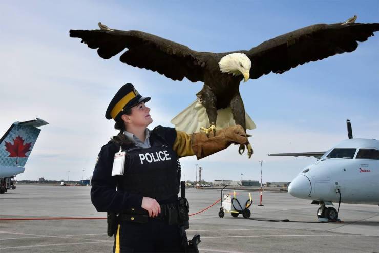 rcmp drone eagle - Police