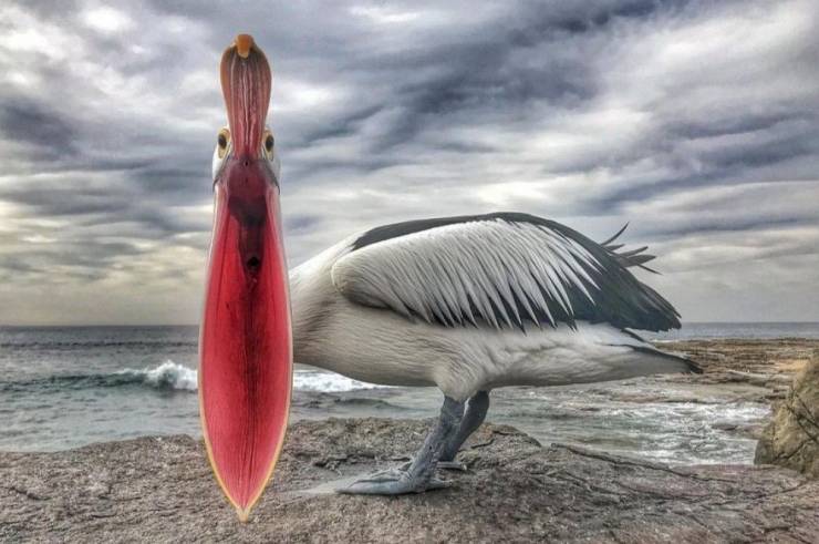laughing pelican