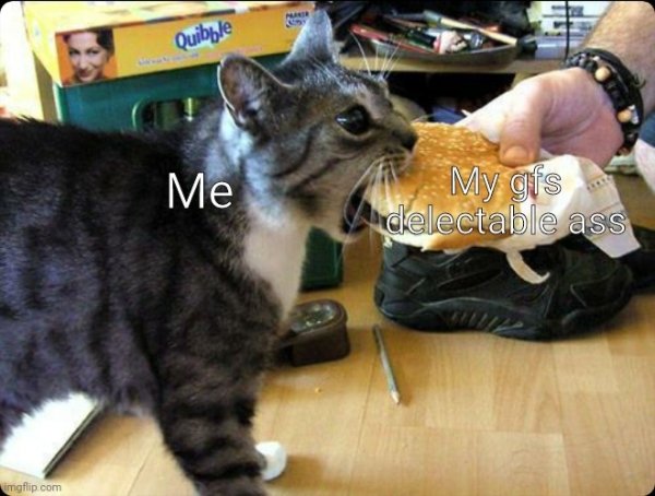 burger cat meme - Quibble Me My gfs delectable ass imgflip.com
