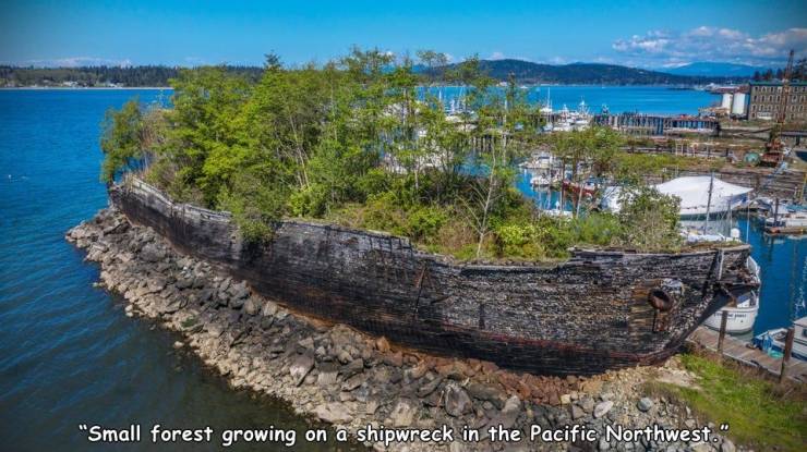 random pics and funny memes - promontory - Notionee Todo Too "Small forest growing on a shipwreck in the Pacific Northwest.
