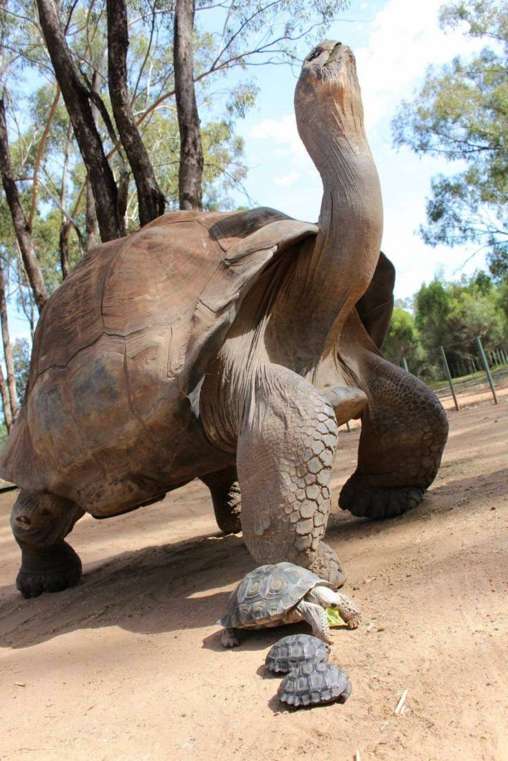 random pics and funny memes - galapagos tortoise pet