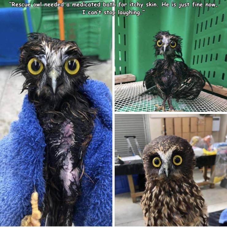 random pics and funny memes - owl - "Rescue owl needed a medicated bath for itchy skin. He is just fine now. I can't stop laughing."