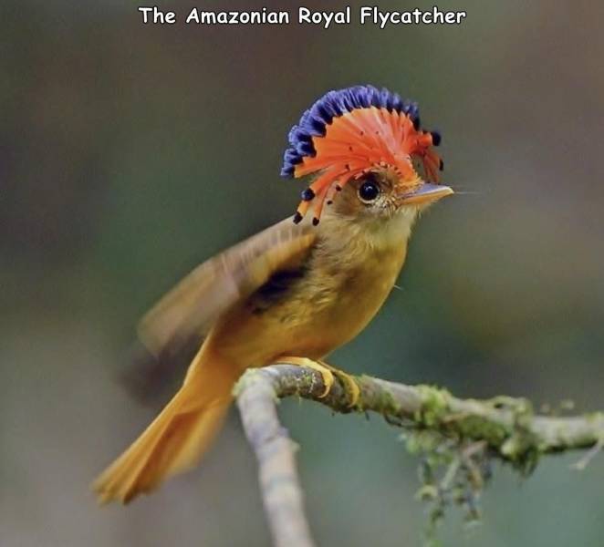 royal flycatcher crown - The Amazonian Royal Flycatcher
