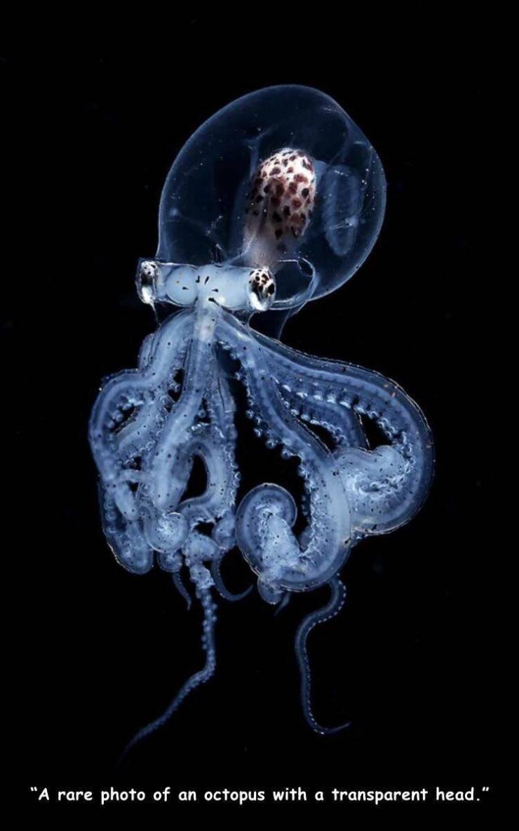 transparent octopus - "A rare photo of an octopus with a transparent head."