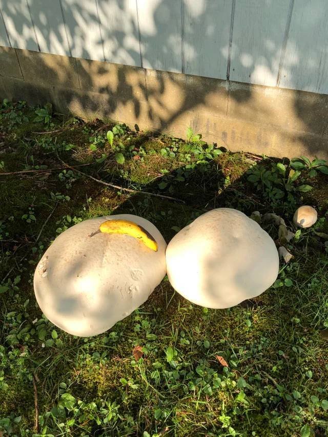 "These giant puffball mushrooms. Banana for scale"