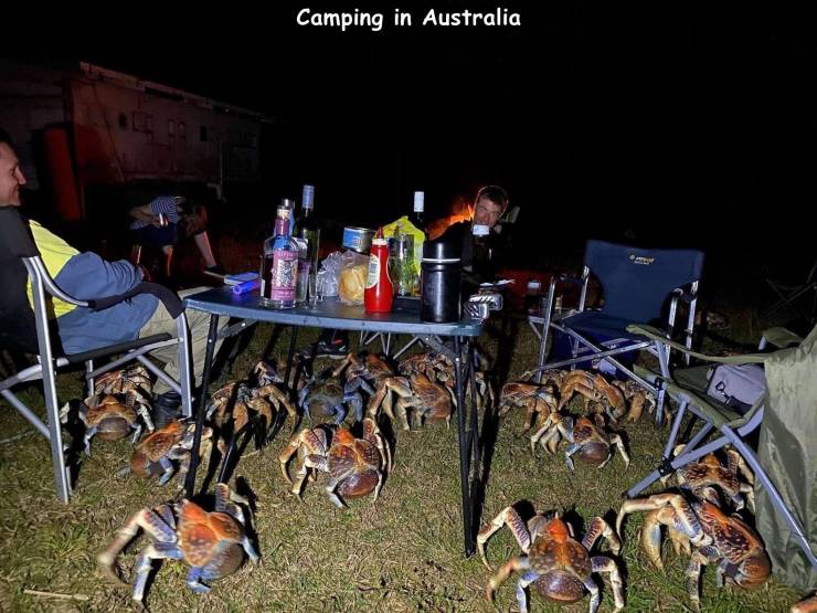 True crabs - Camping in Australia