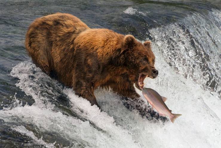 bear salmon