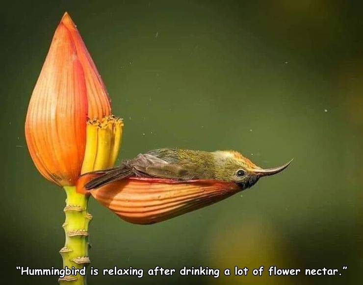 Birds - "Hummingbird is relaxing after drinking a lot of flower nectar."