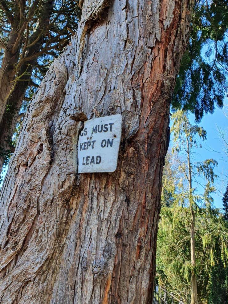 tree - Gs Must Kept On Lead