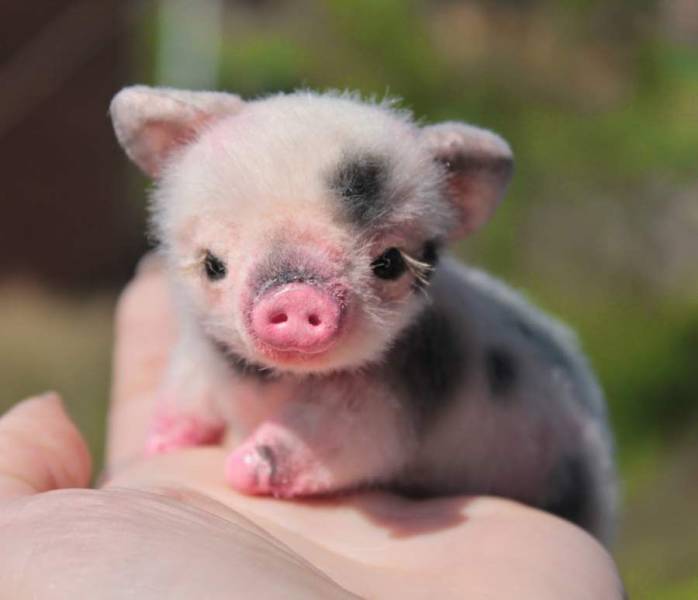 cool random pics - cute baby animals pigs