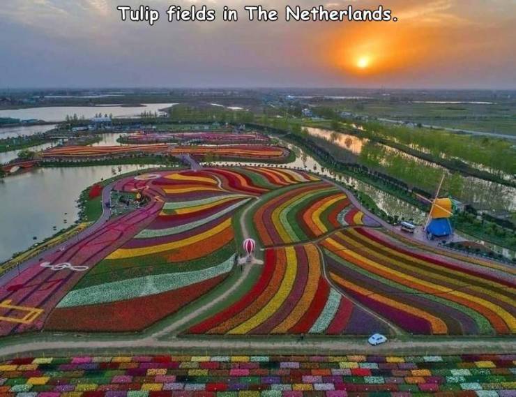 cool random pics - Tulip fields in The Netherlands.
