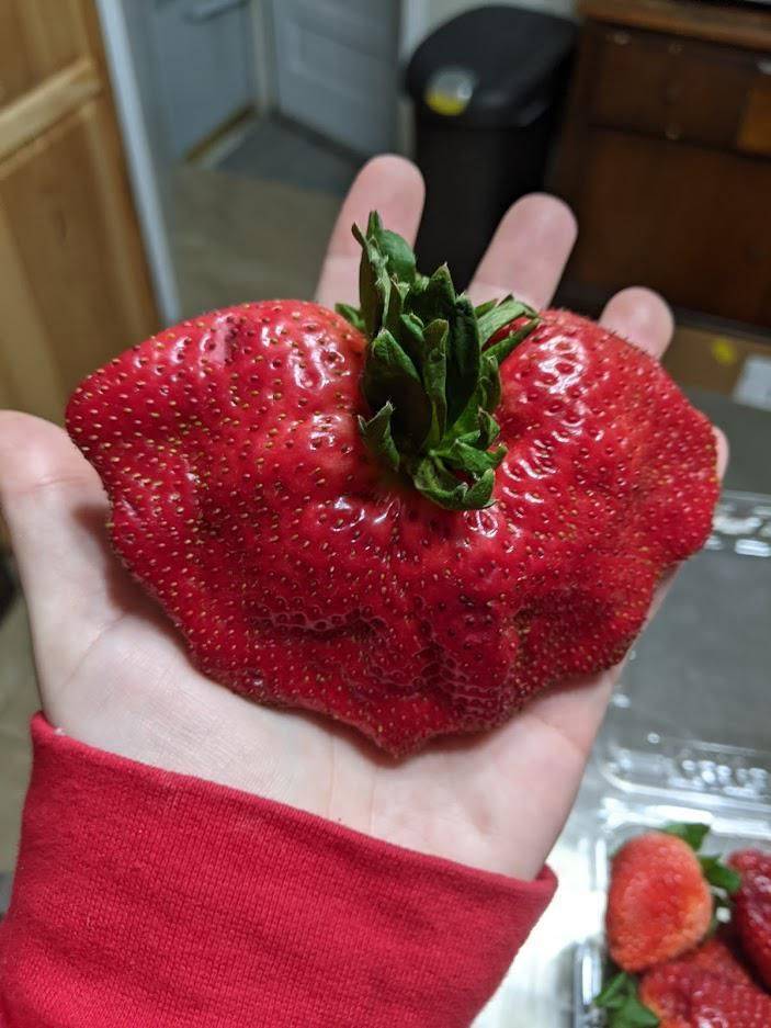 cool random pics - strawberry