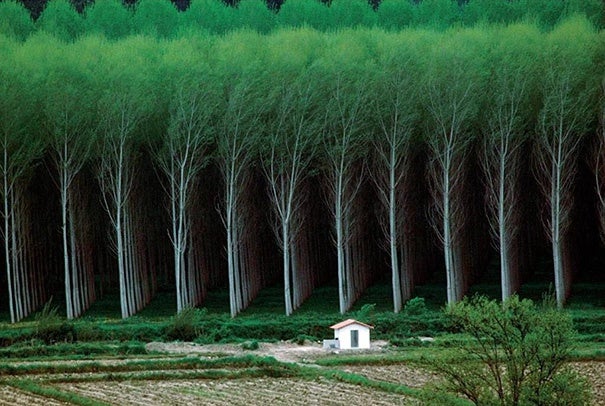 trees lined up