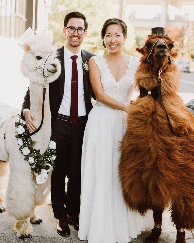 wedding llamas