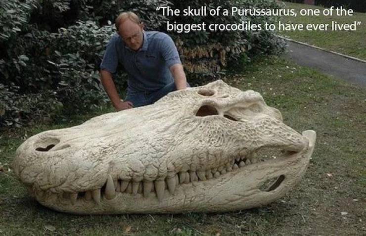 awesome pics - purussaurus skull - "The skull of a Purussaurus, one of the biggest crocodiles to have ever lived"