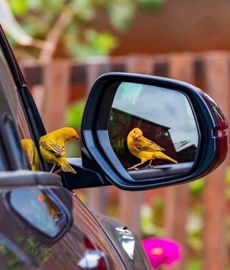 awesome pics - rear view mirror