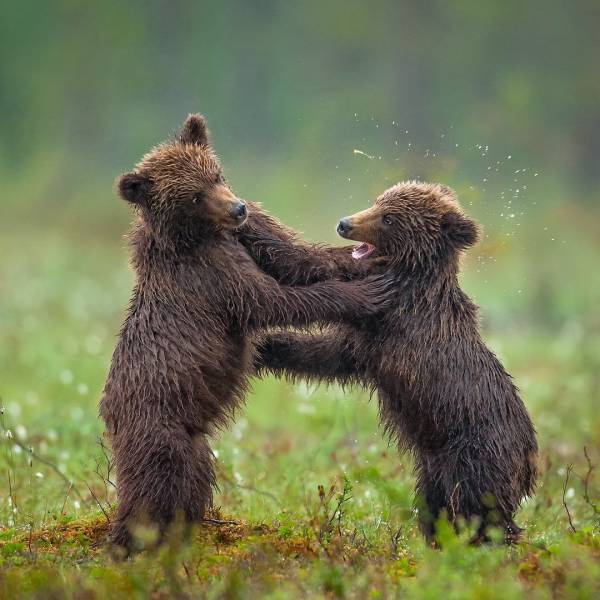 random pics and photos - grizzly bear