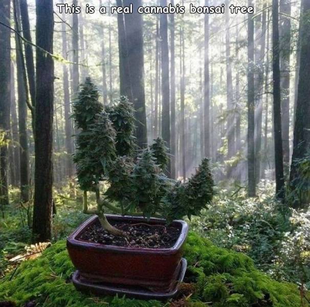 random pics and photos - tree - This is a real cannabis bonsai tree