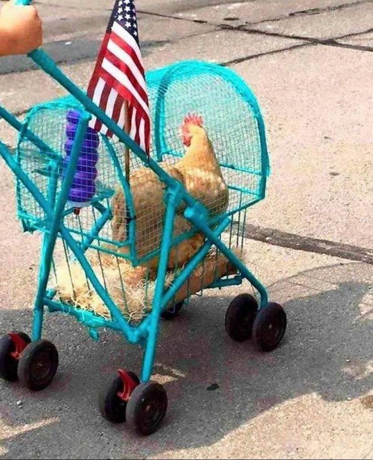random pics and photos - pet chicken stroller