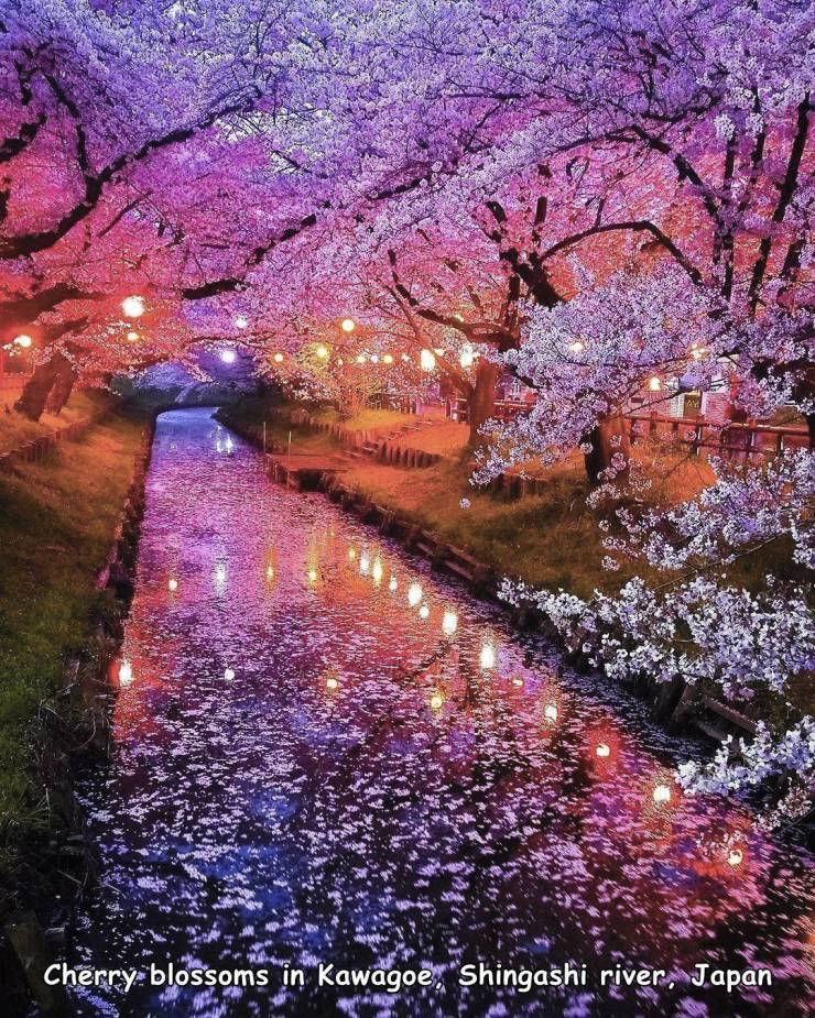 random pics and photos - cherry blossoms in kawagoe along the shingashi river japan - Cherry blossoms in Kawagoe, Shingashi river, Japan