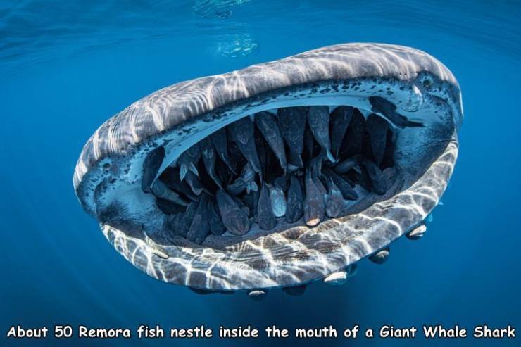 cool pics - whale shark with 50 fish in mouth - About 50 Remora fish nestle inside the mouth of a Giant Whale Shark