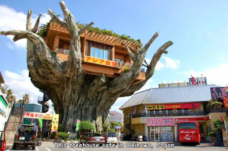cool pics - naha - 1K This treehouse cafe in Okinawa, Japan