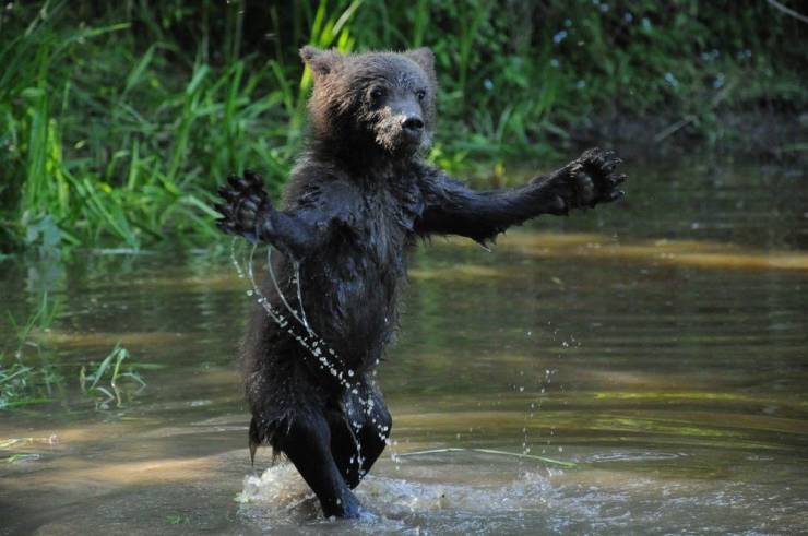 cool pics - american black bear