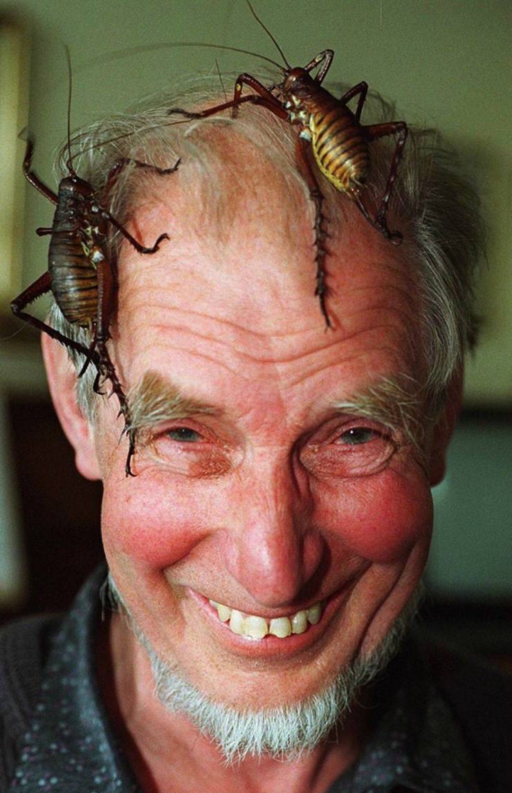 cool pics - biggest bugs