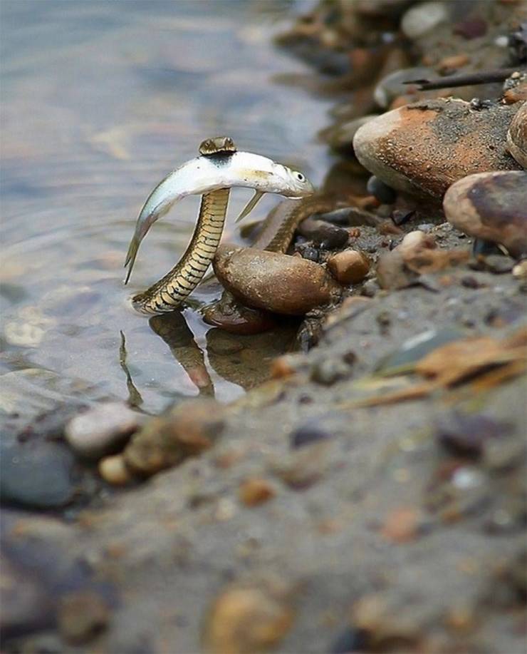 cool pics - snake with fish