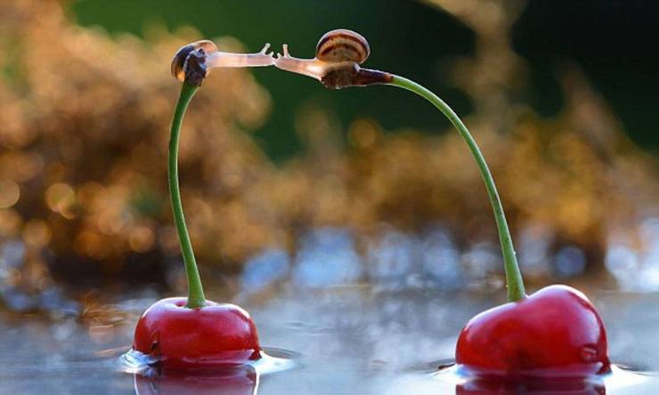 cool pics - snails on a cherry