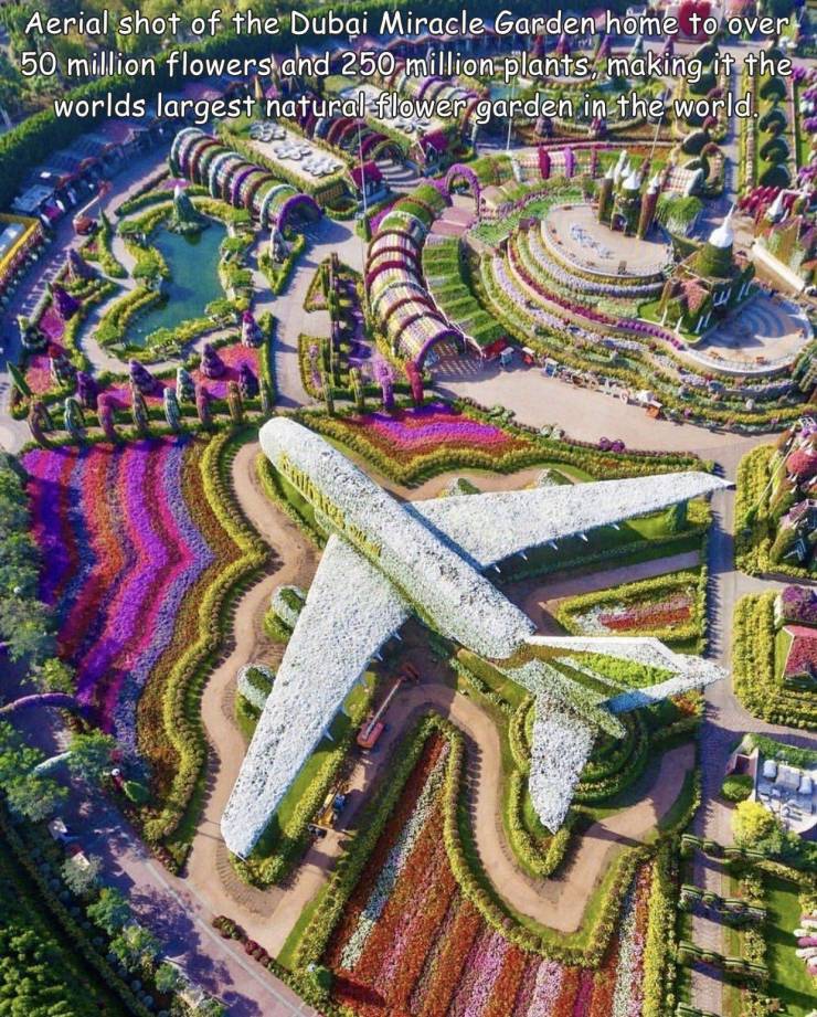 cool pics - urban design - Aerial shot of the Dubai Miracle Garden home to over 50 million flowers and 250 million plants, making it the worlds largest natural flower garden in the world.