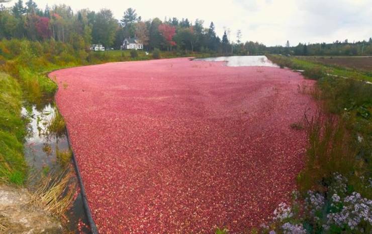 Maine

 

Huge cranberry bogs