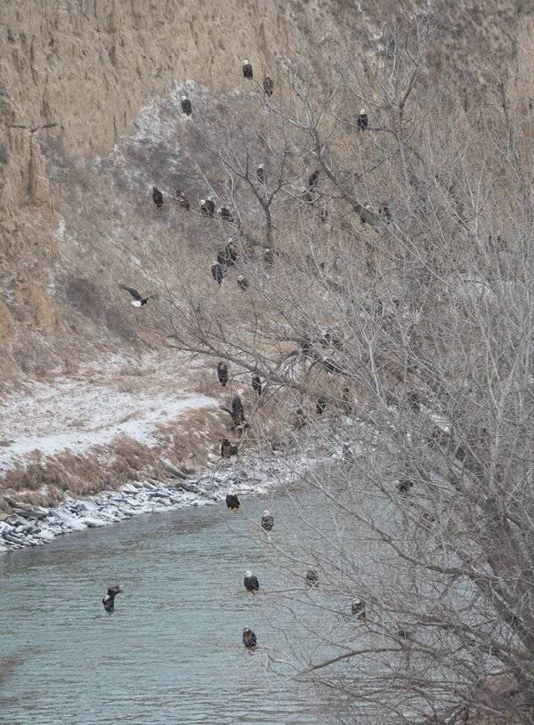 Nebraska

 

Flocks of bald eagles