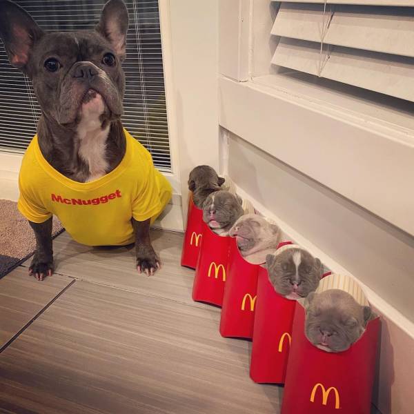 cool pics and random photos - french bulldog and her french fries