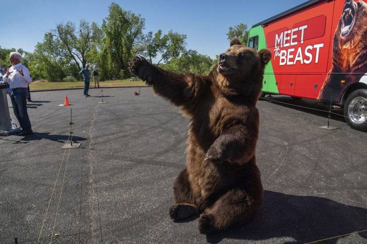 cool pics and random photos - tag bear - Meet Beast