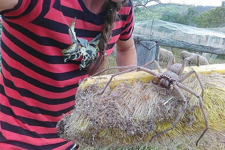 cool pics and random photos - giant huntsman spider