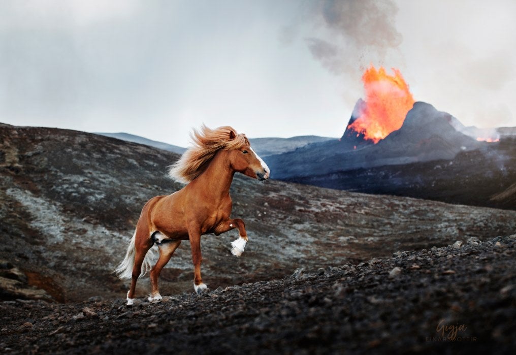 cool pics and random photos - mustang horse
