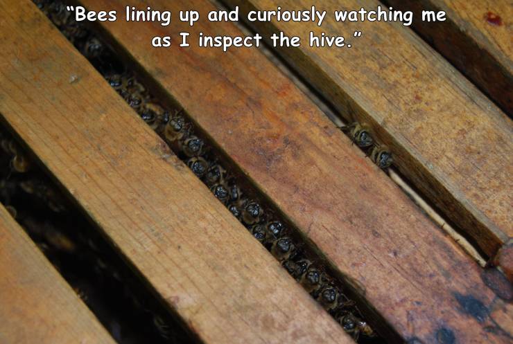floor - Bees lining up and curiously watching as I inspect the hive."