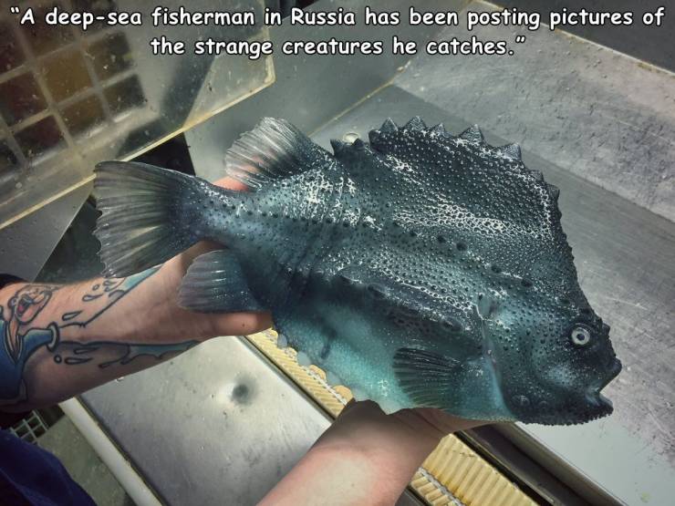 "A deepsea fisherman in Russia has been posting pictures of the strange creatures he catches." o