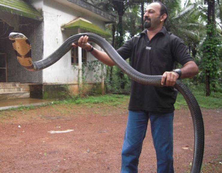 king cobra full size