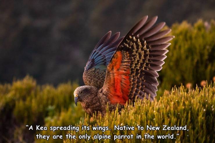 fauna - "A Kea spreading its wings. Native to New Zealand, they are the only alpine parrot in the world."