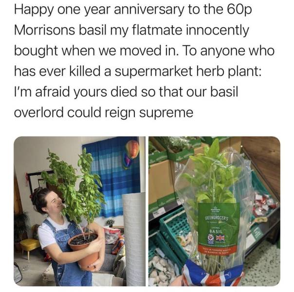 water - Happy one year anniversary to the 60p Morrisons basil my flatmate innocently bought when we moved in. To anyone who has ever killed a supermarket herb plant I'm afraid yours died so that our basil overlord could reign supreme Sreengrocers Basil In