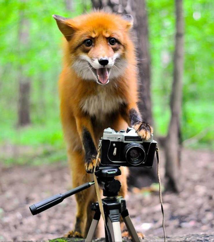 fox with camera